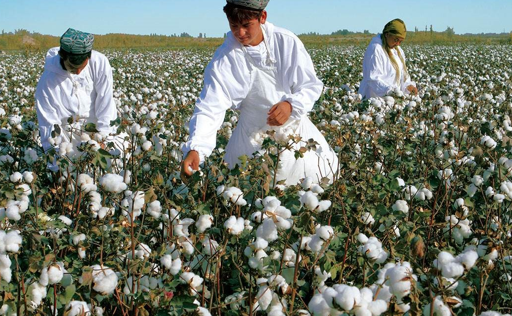 回顾 中国每年需进口上吨棉花