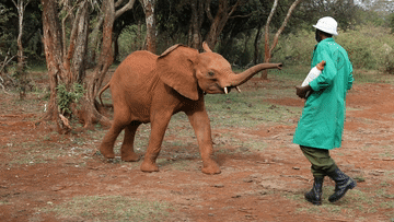 大象孤儿院肯尼亚与斯里兰卡