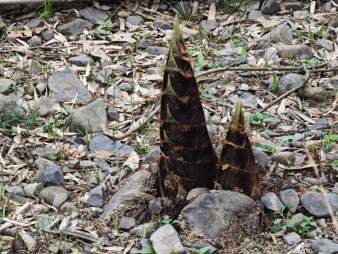 "罗叔说:"这些笋,我一看就知道哪些可以长成竹子,哪些不可以.