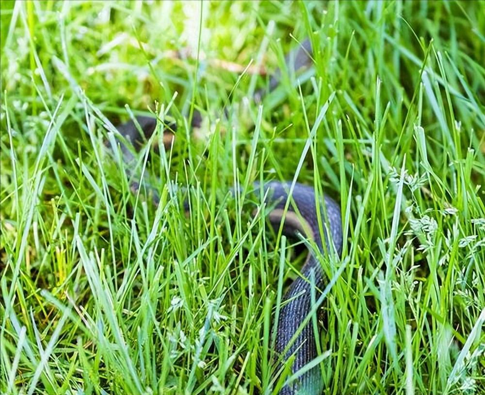 回顾:难道巨蟒真的这么冷血,产下蛇蛋就不管了?