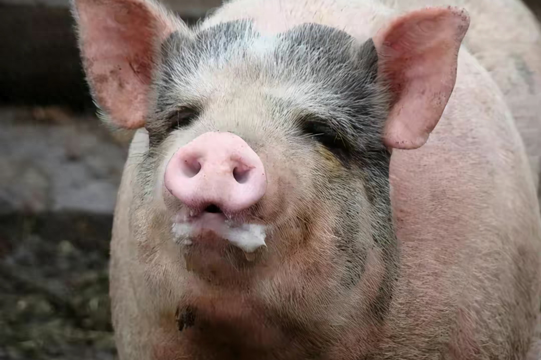 有利因素包括市场猪源减少和节日备货需求,但不利因素如天气变热,环保