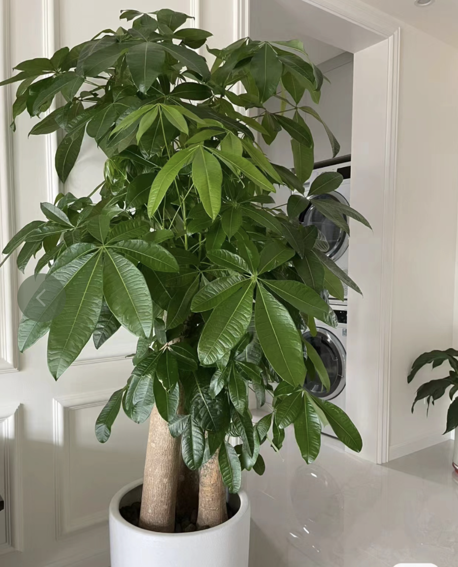 10种客厅招财植物,既增财运又益健康,每家都该摆放!