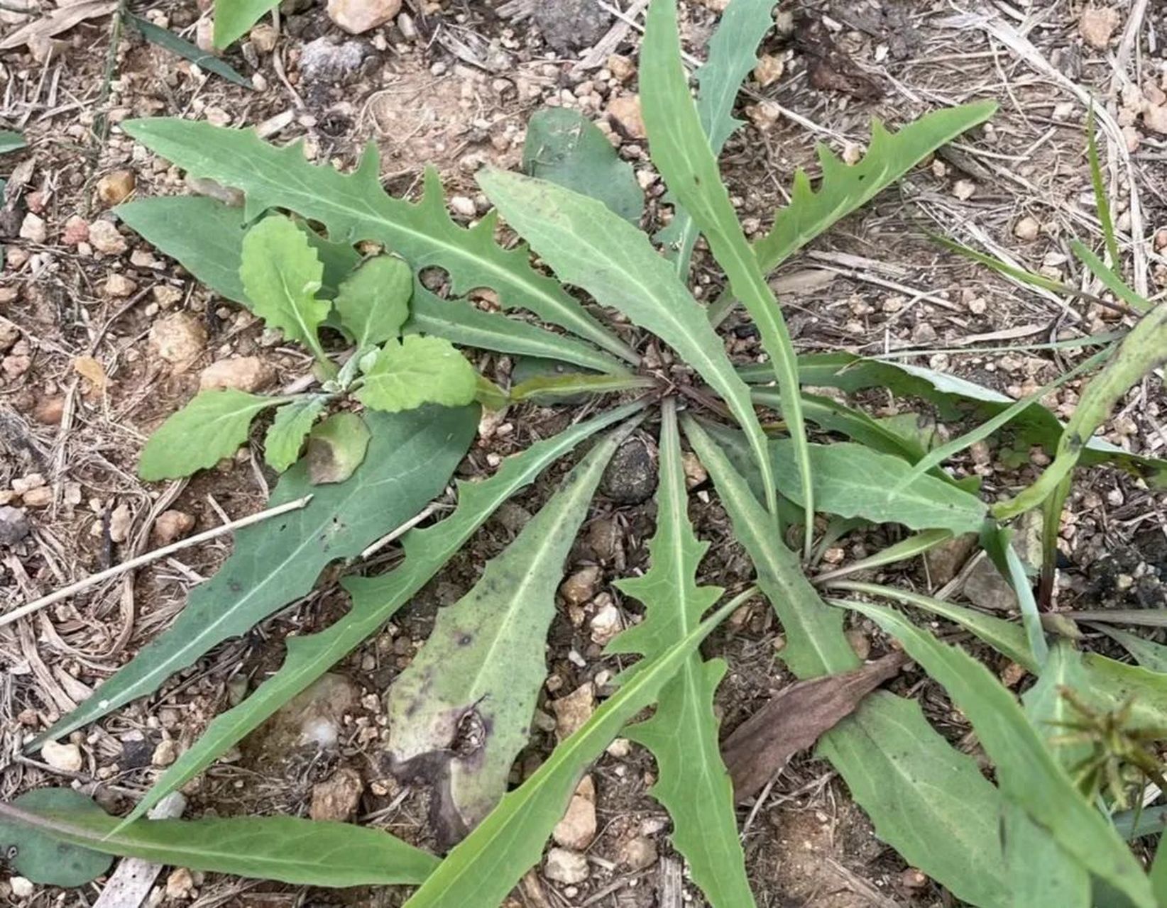 苦胆菜照片图片