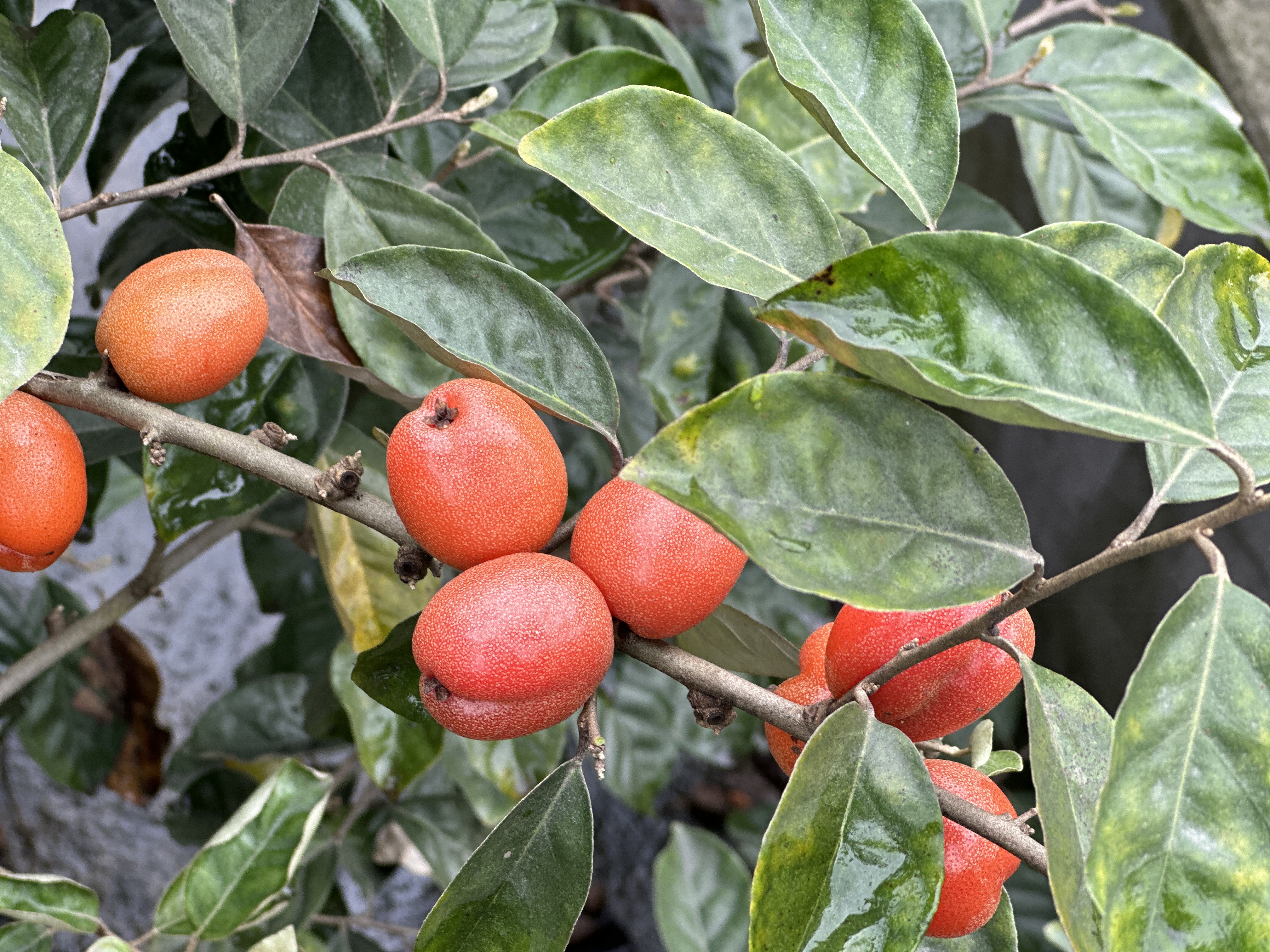 羊奶果熟了!快去乐山,品尝第一口酸甜