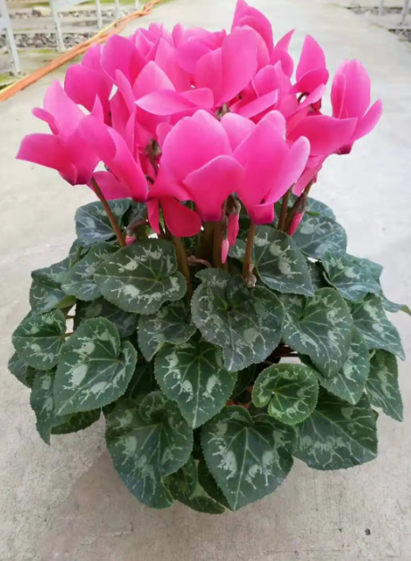 吸甲醛快有效的10种植物,第一名居然不是绿萝,吊兰第十