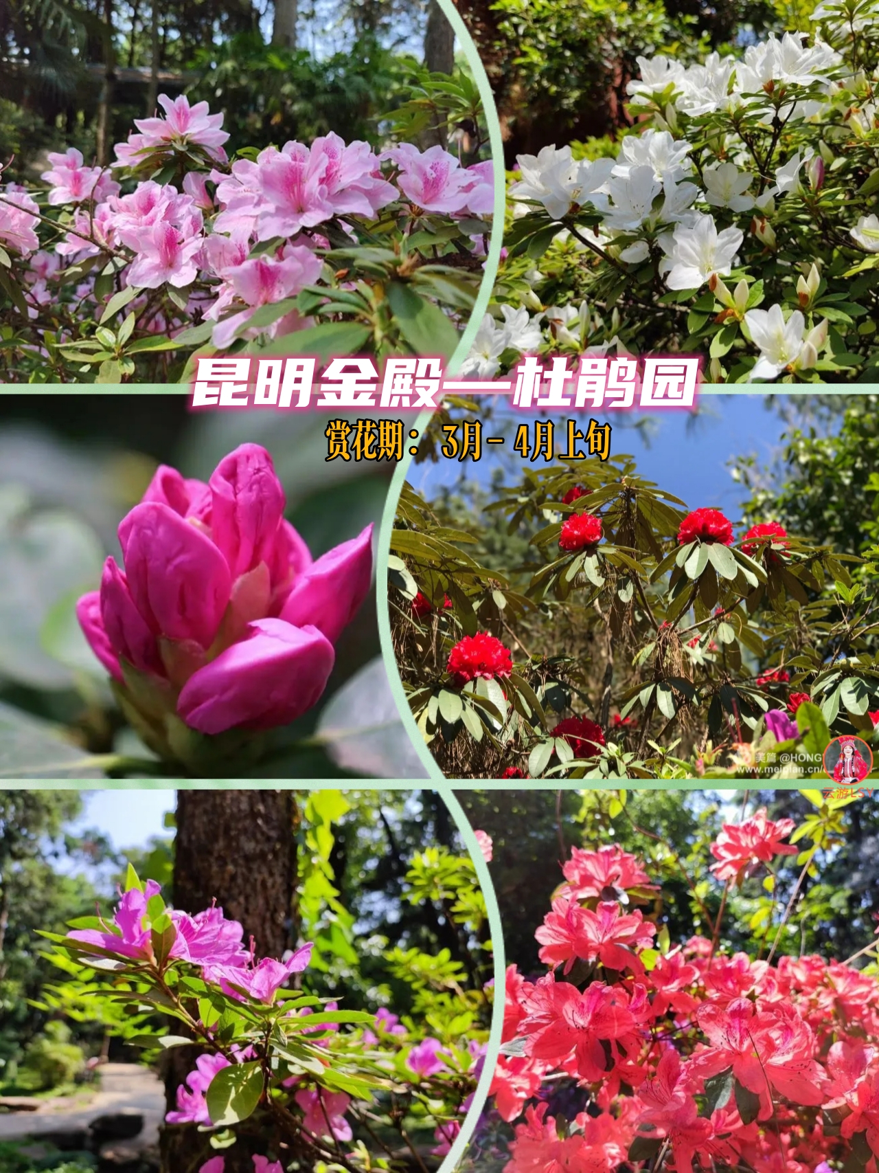 金殿赏花攻略:赏花期:3月-4月上旬地址:昆明市盘龙区穿金路771号门票