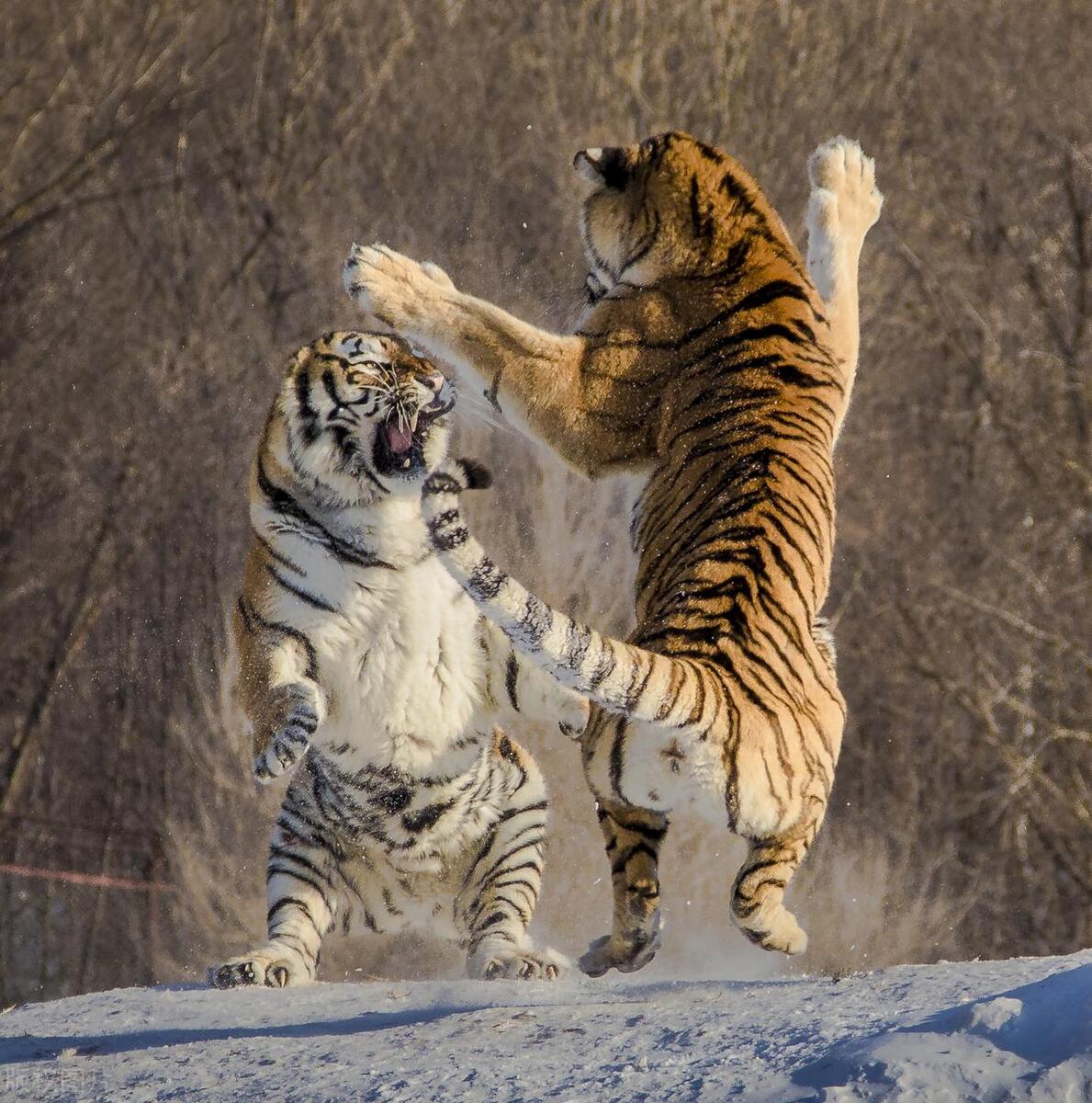 回顾野猪为什么喜欢攻击人呢?其中又有什么原因呢?