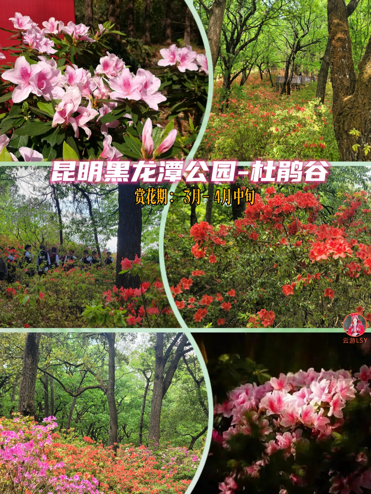 2024昆明周边赏杜鹃花推荐这7大赏花地点