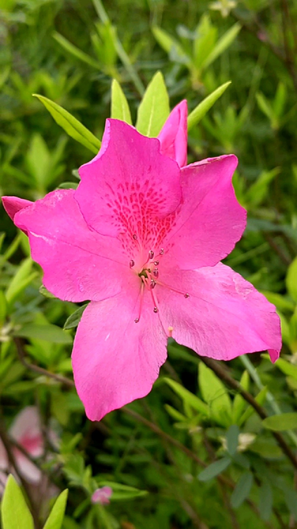 杜鹃花别名映山红