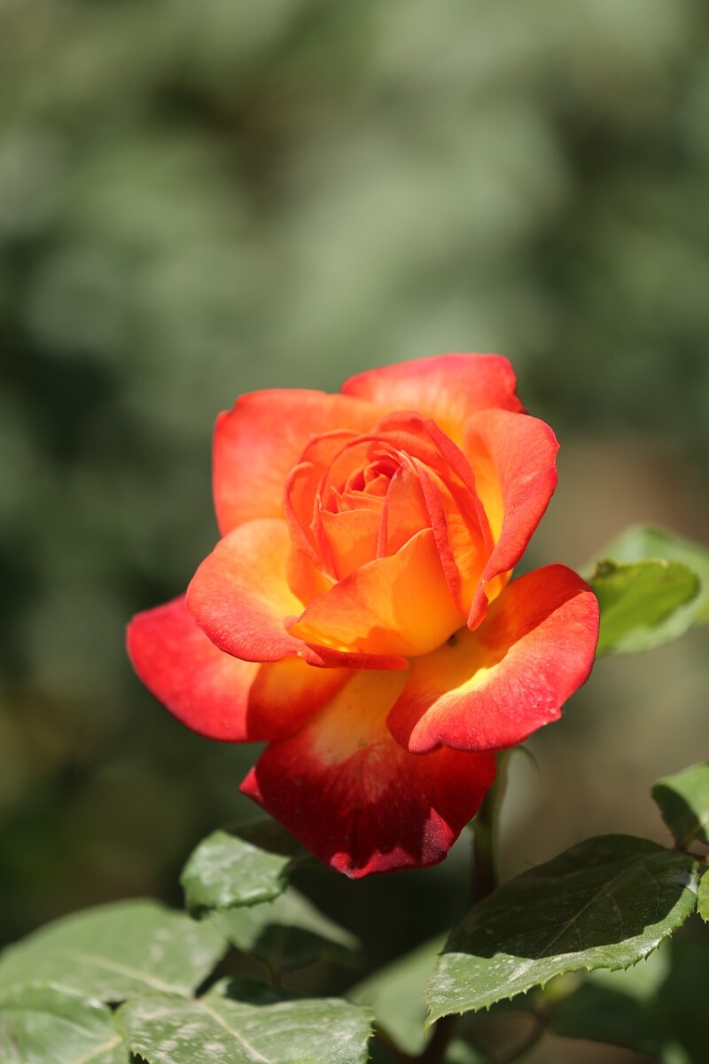 《本草纲目》记载月季花具有"活血,消肿,傅毒"的功效,活血化疲之功