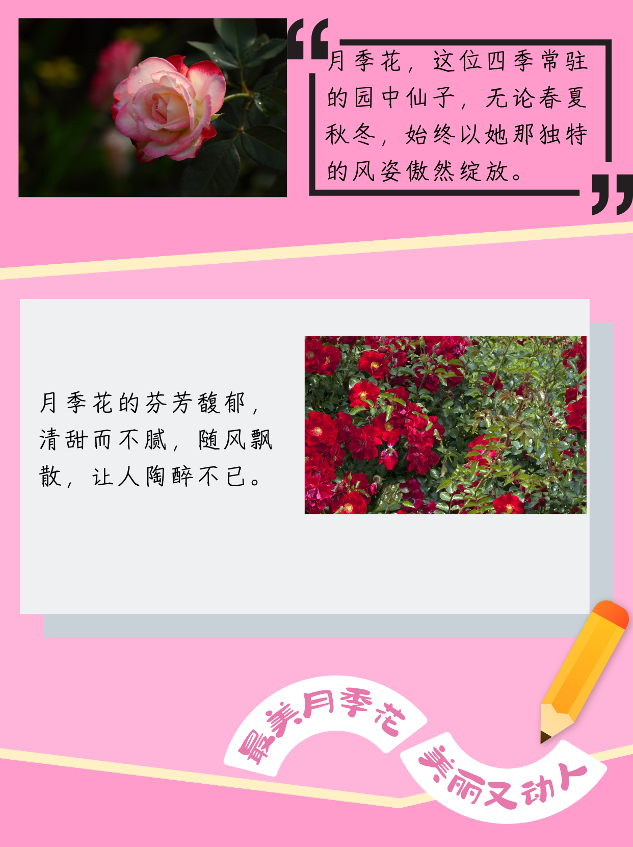 月季花的描写图片