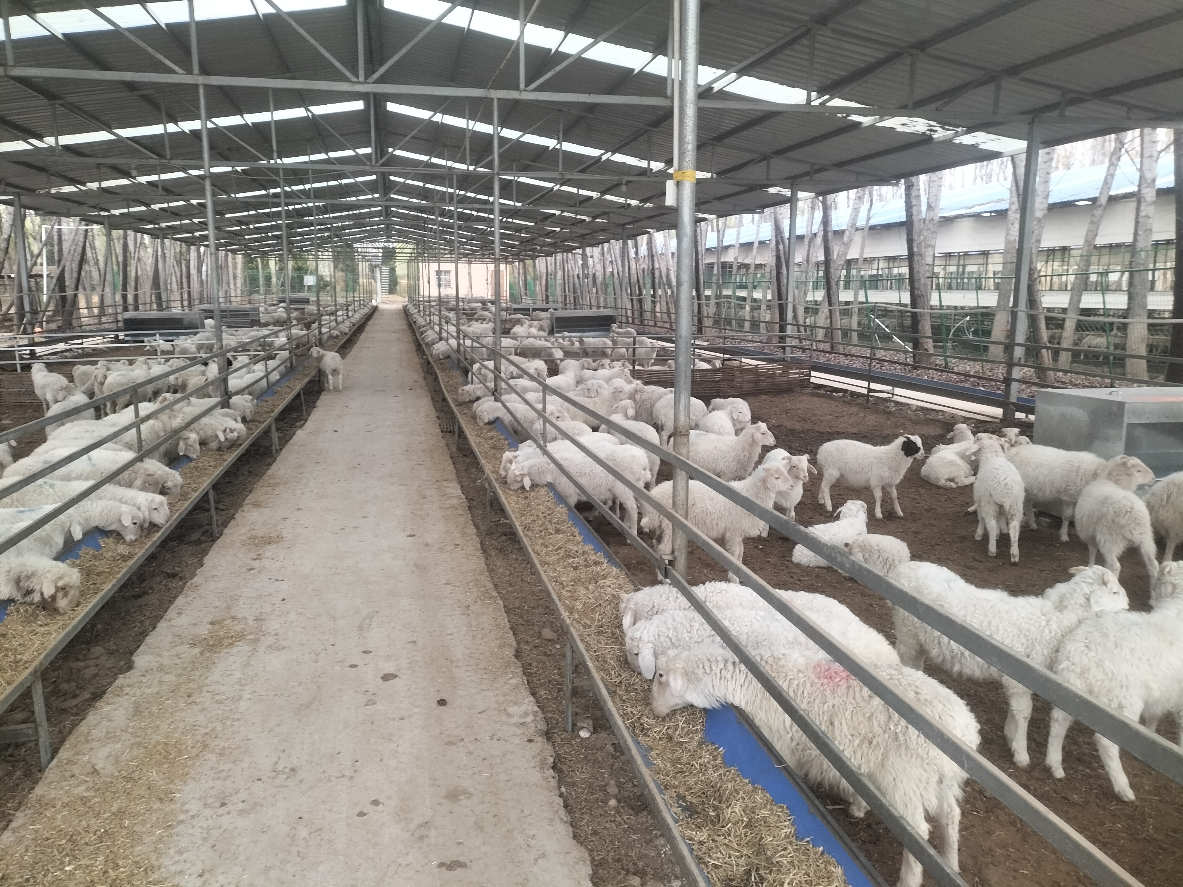 领导们又着急下一批育肥羊入栏,赌一下8养羊大棚羊舍大棚的建设图片最