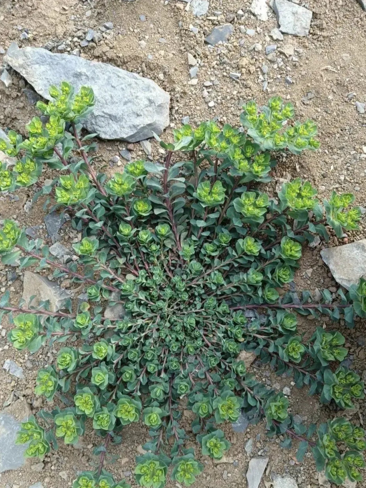 小的时候看到这种草就要跑得远远的,听老一辈讲这草有毒,汁还的乳白色