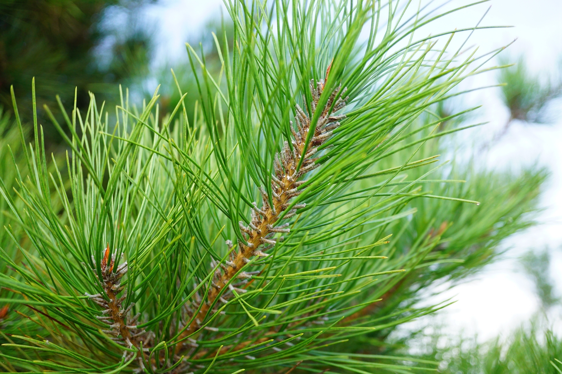 我见到的山东本土野生植物