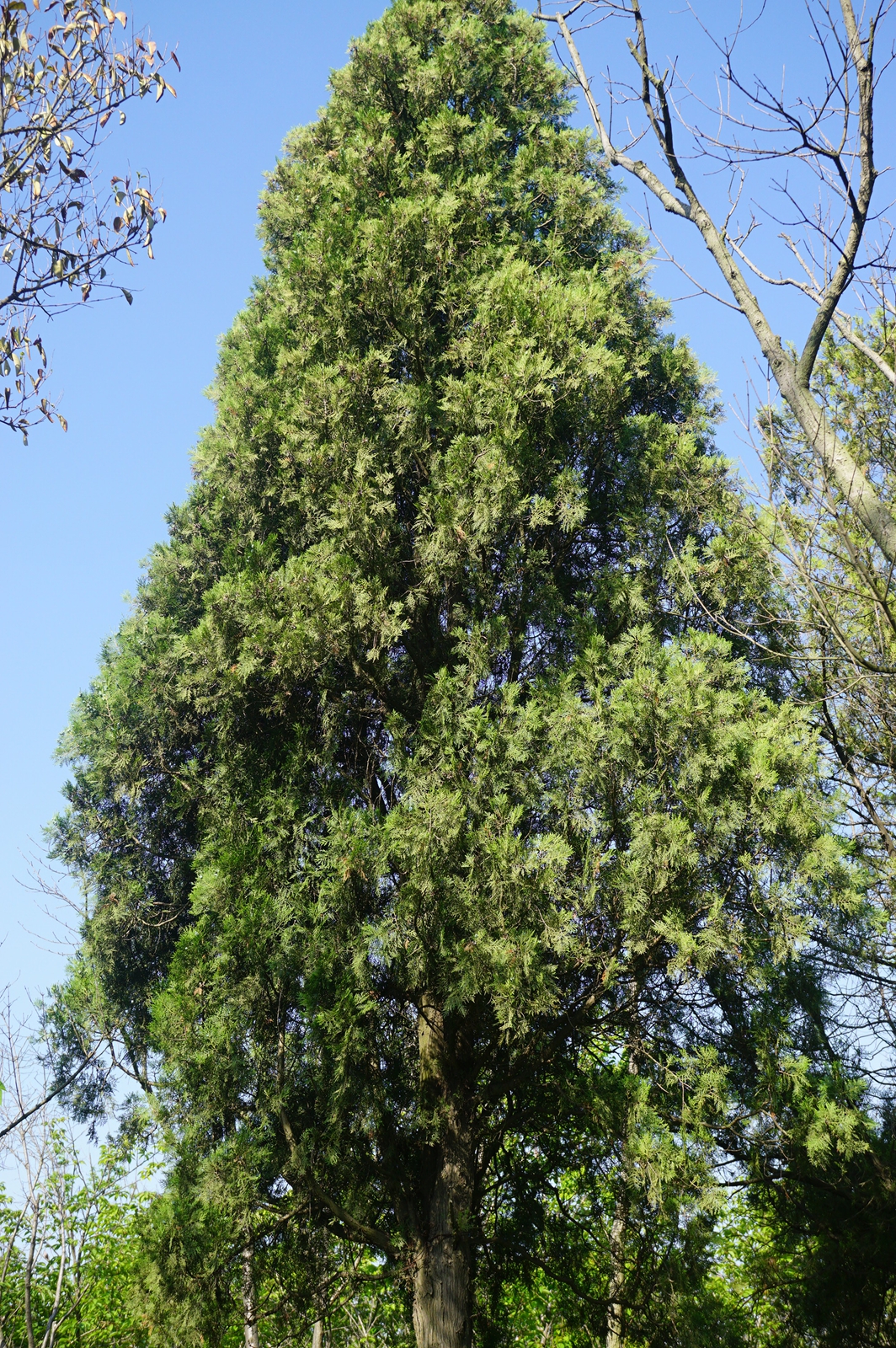 我见到的山东本土野生植物