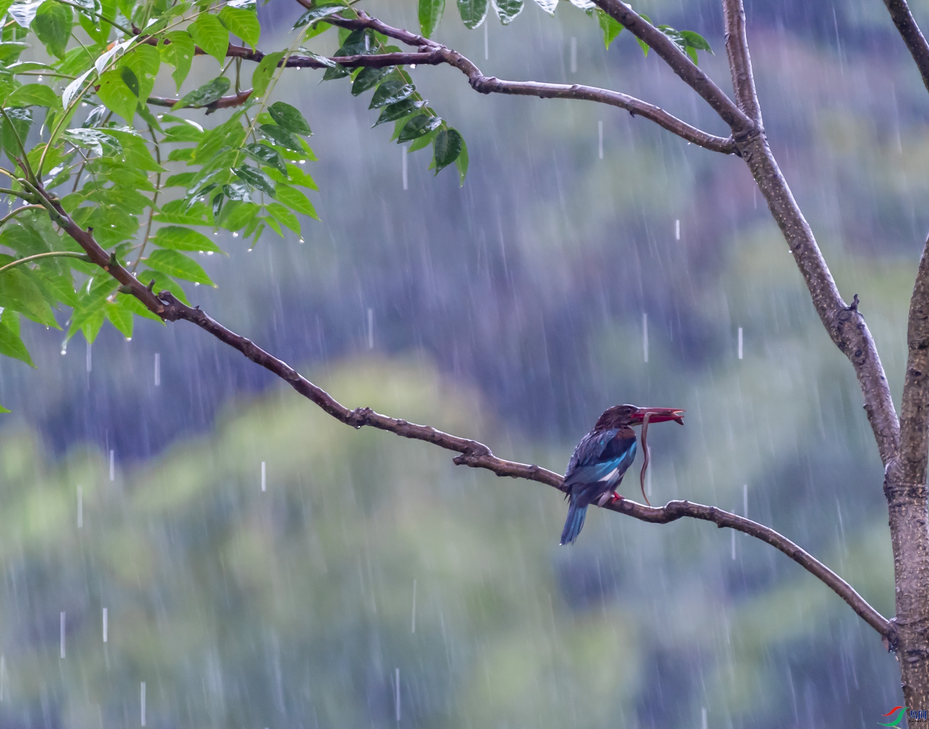 大雨滂沱的唯美图片图片