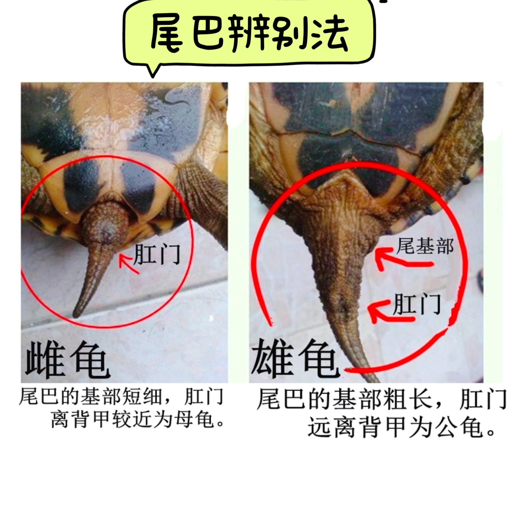 乌龟怎么分辨公母