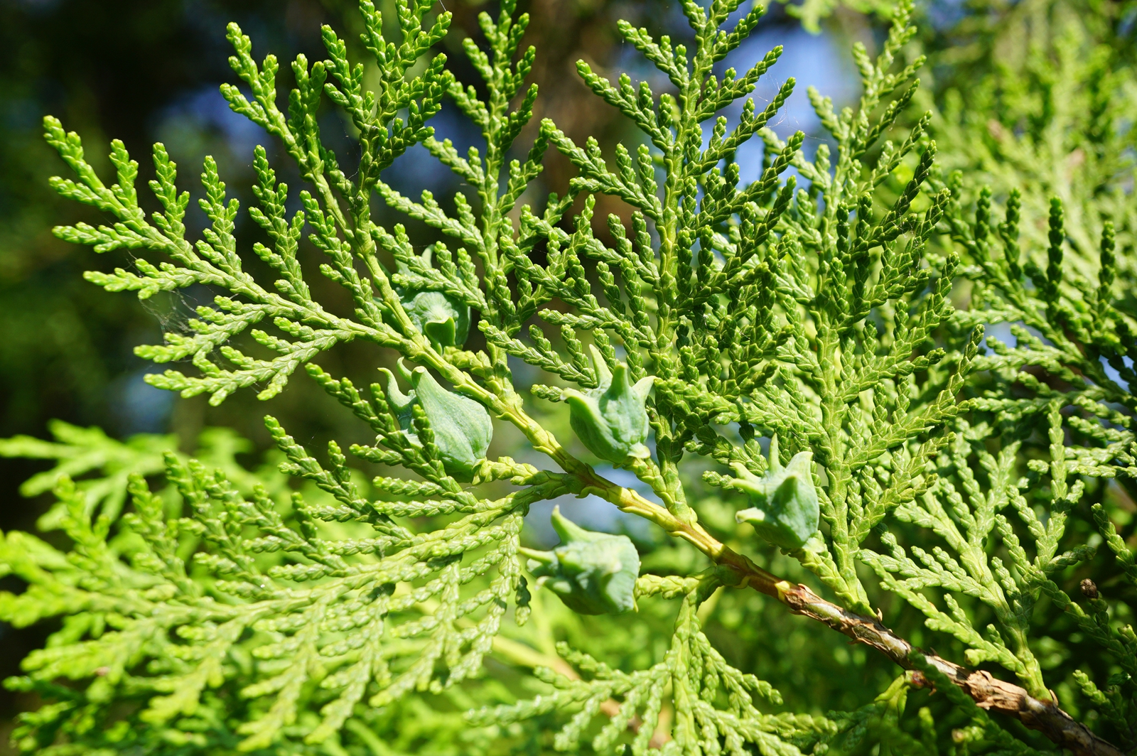 我见到的山东本土野生植物