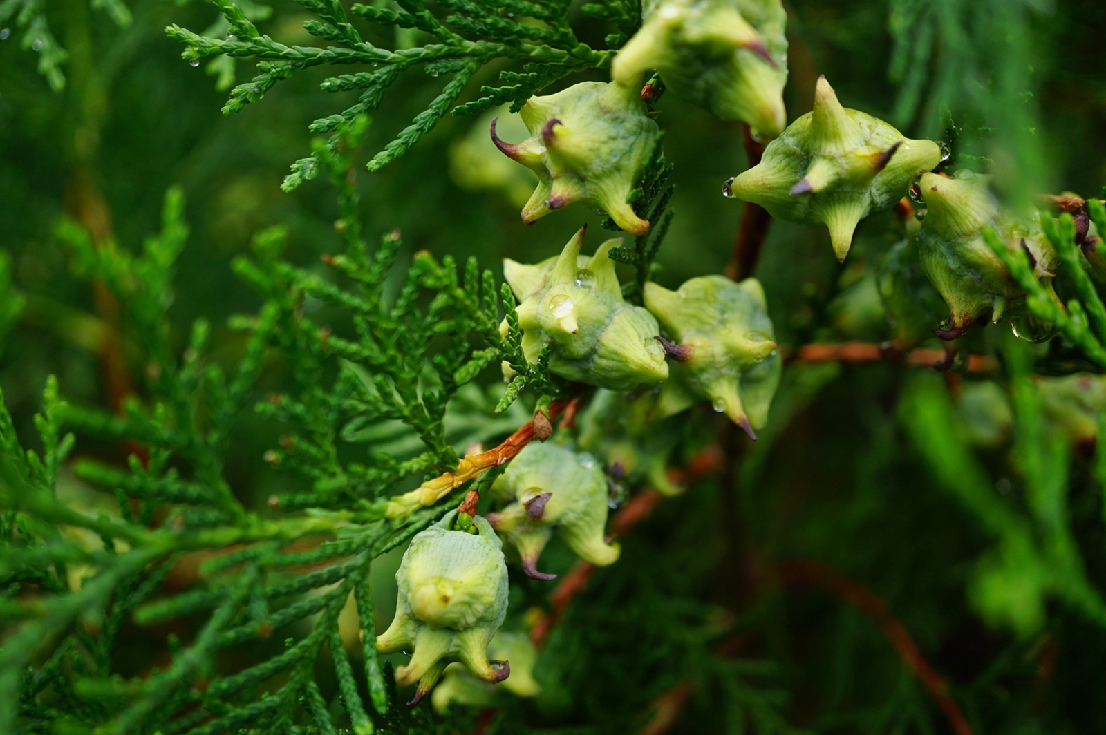 我见到的山东本土野生植物