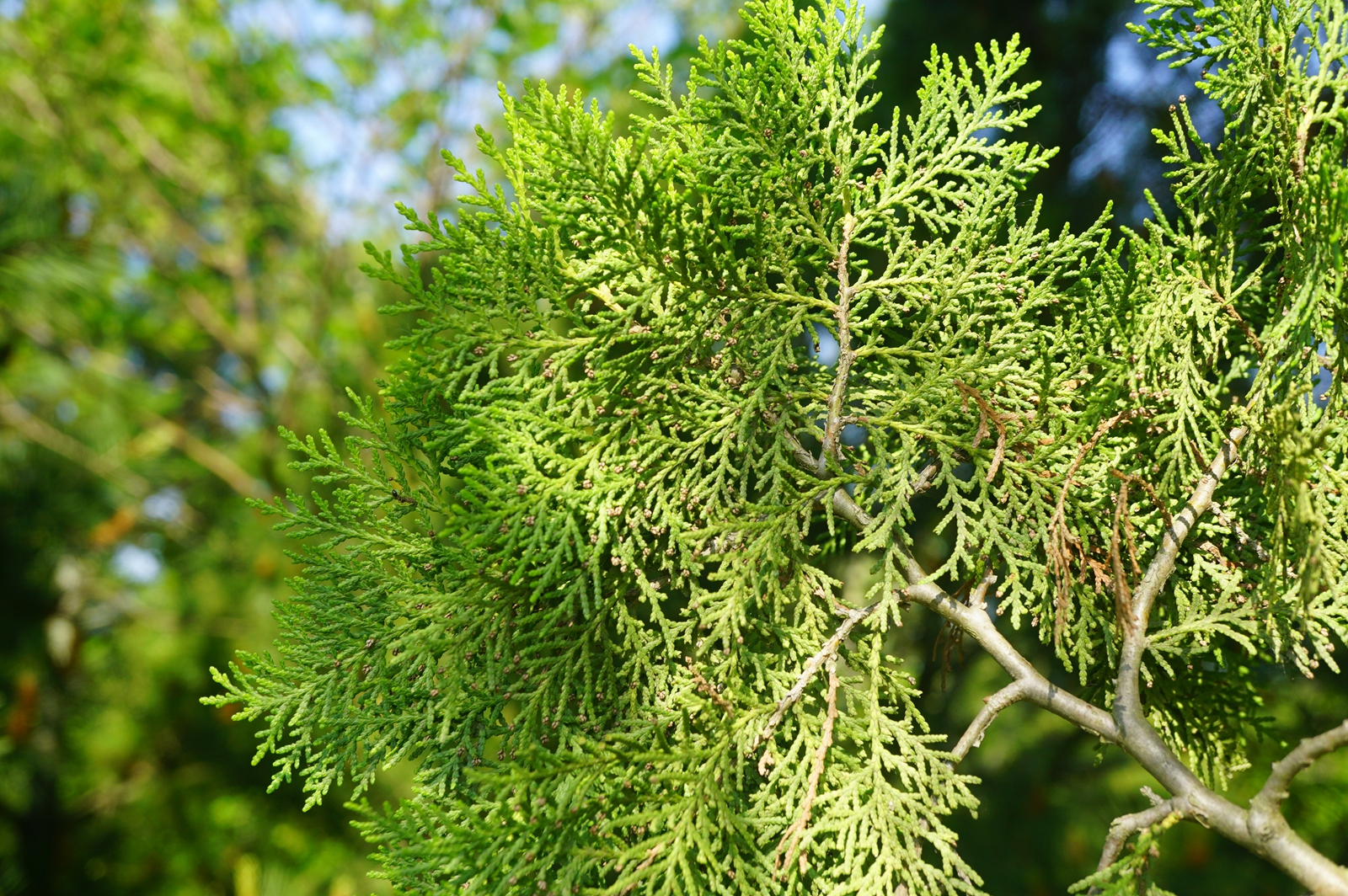 我见到的山东本土野生植物(36)侧柏