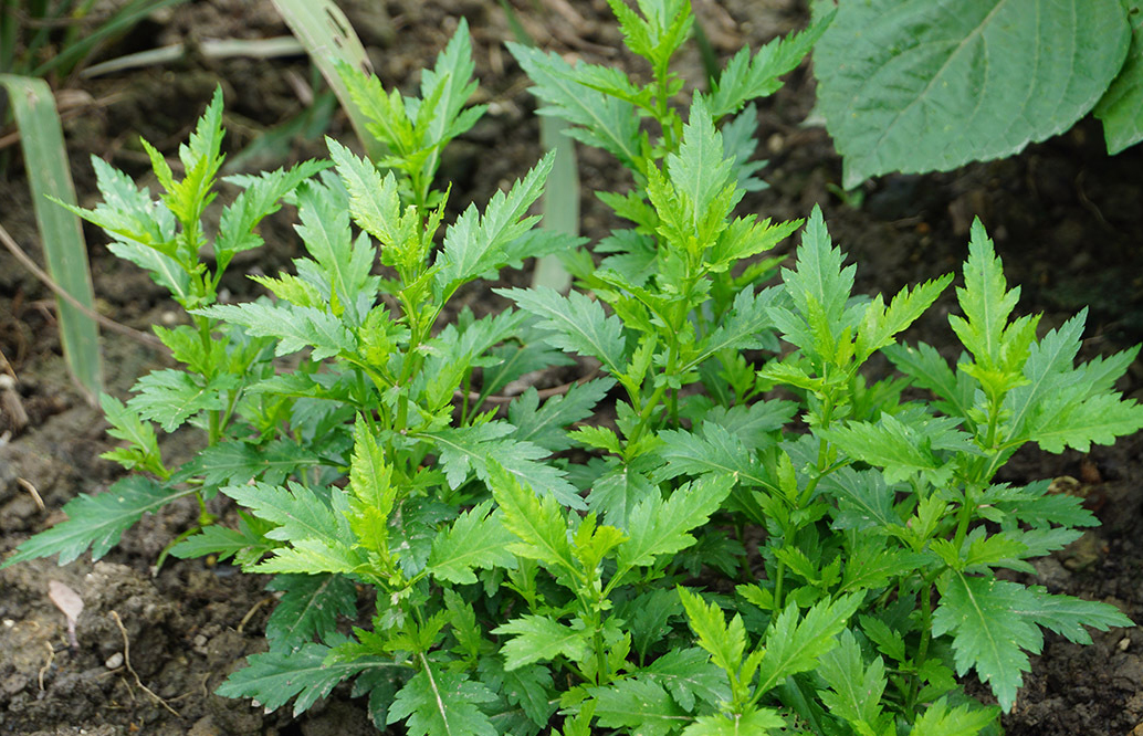 哪种蔬菜叫菊花菜