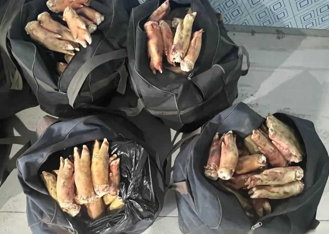 绥芬河海关大破获!跨境客车暗藏猪蹄牛肚,走私案震惊曝光!