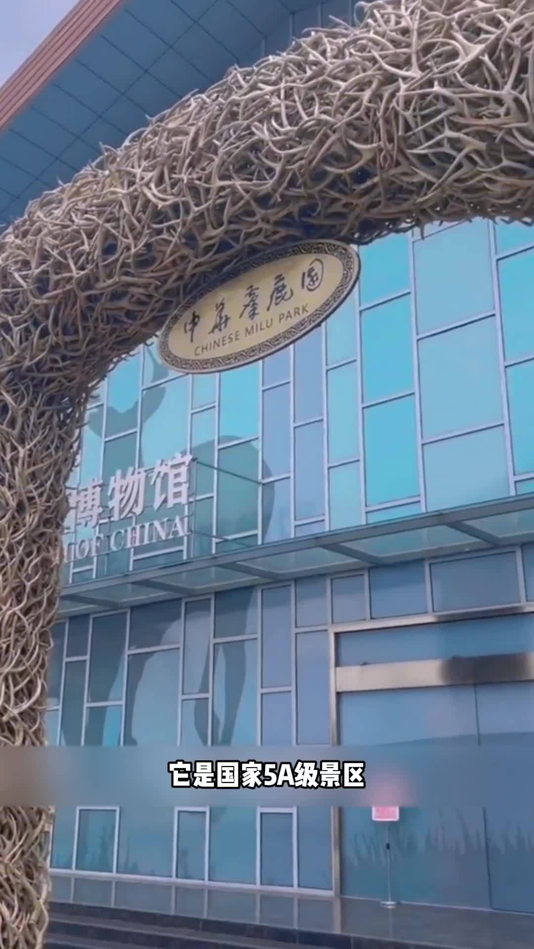 拥有世界最大的野生麋鹿总群的中华麋鹿园