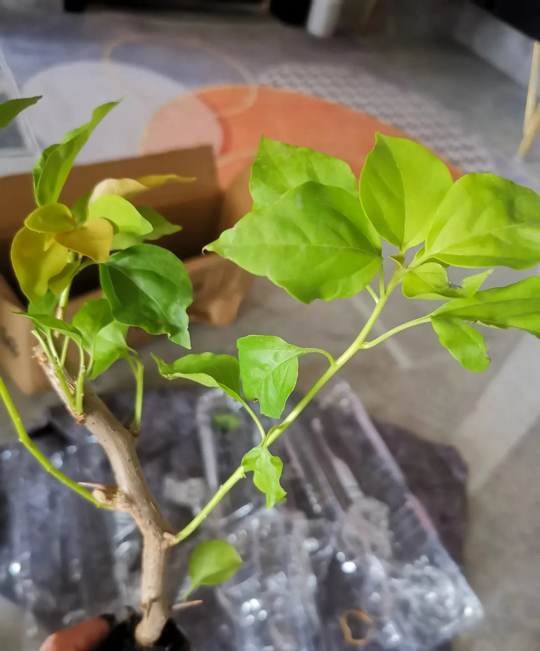 网购一颗橙色精彩三角梅小苗,当时被页面图片上的叶子