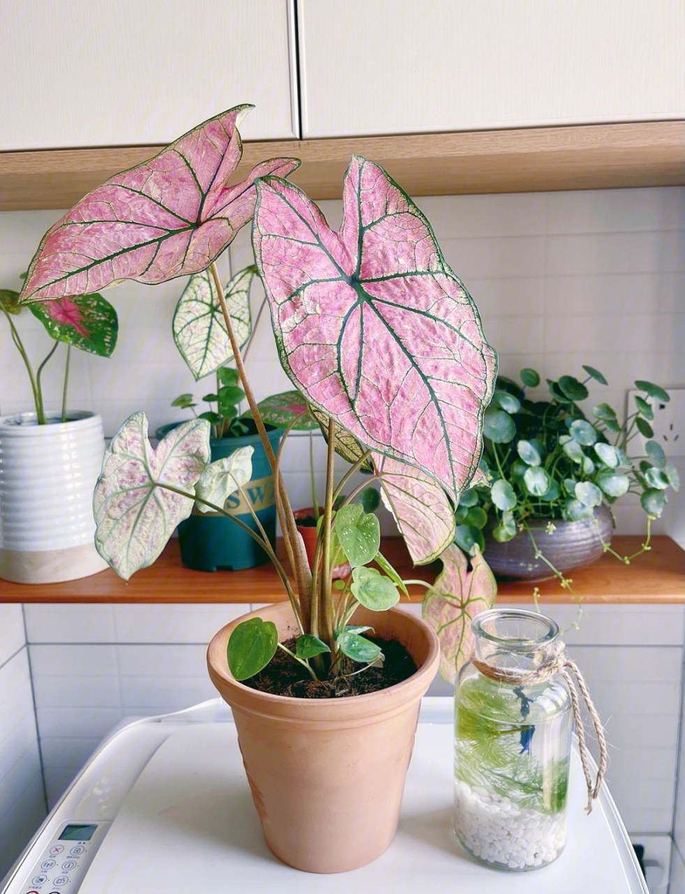 彩叶芋的品种极多,可以分为绿脉类,红脉类和白脉类三个色系,每个色系