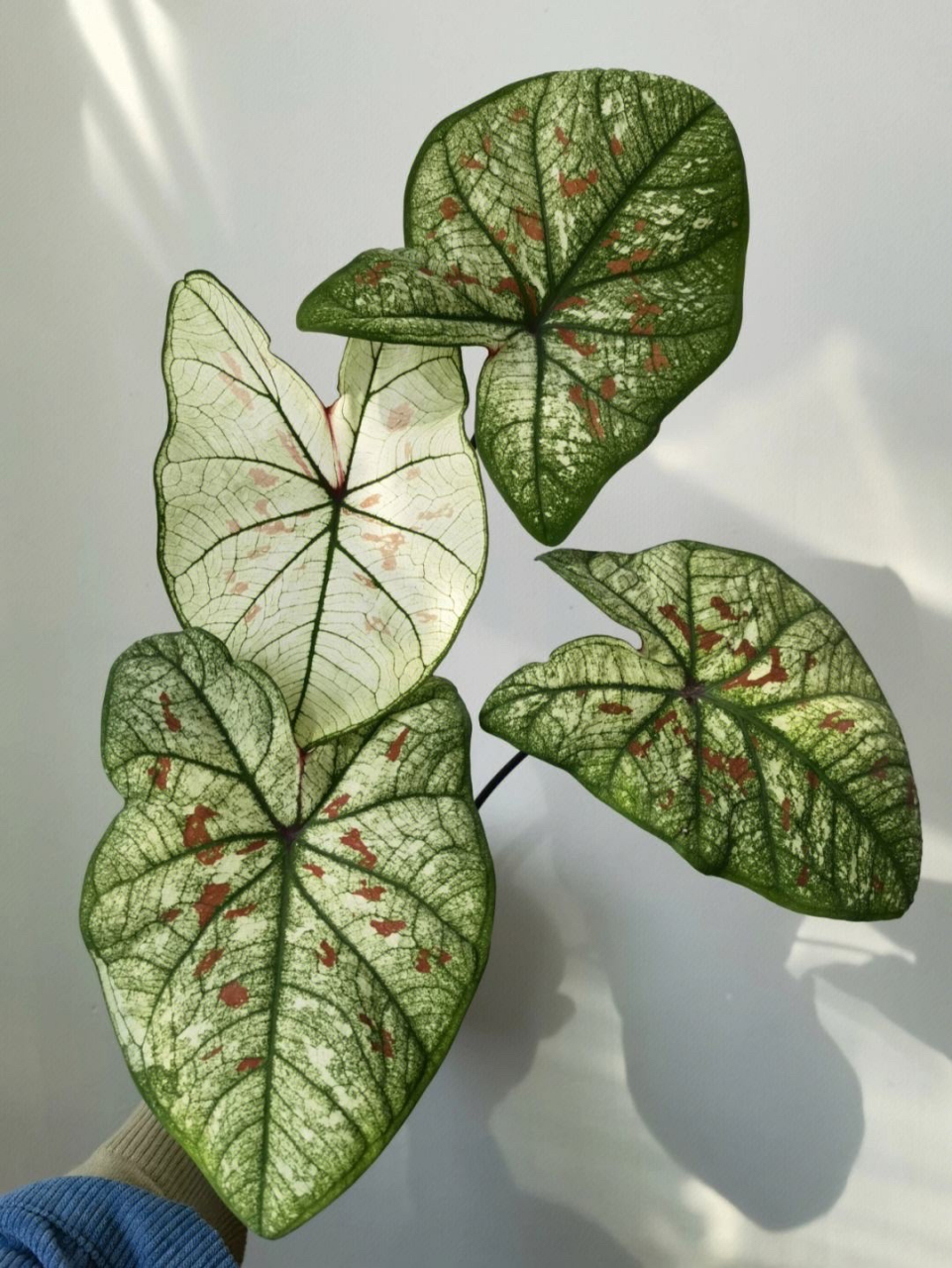 彩叶芋的品种极多,可以分为绿脉类,红脉类和白脉类三个色系,每个色系