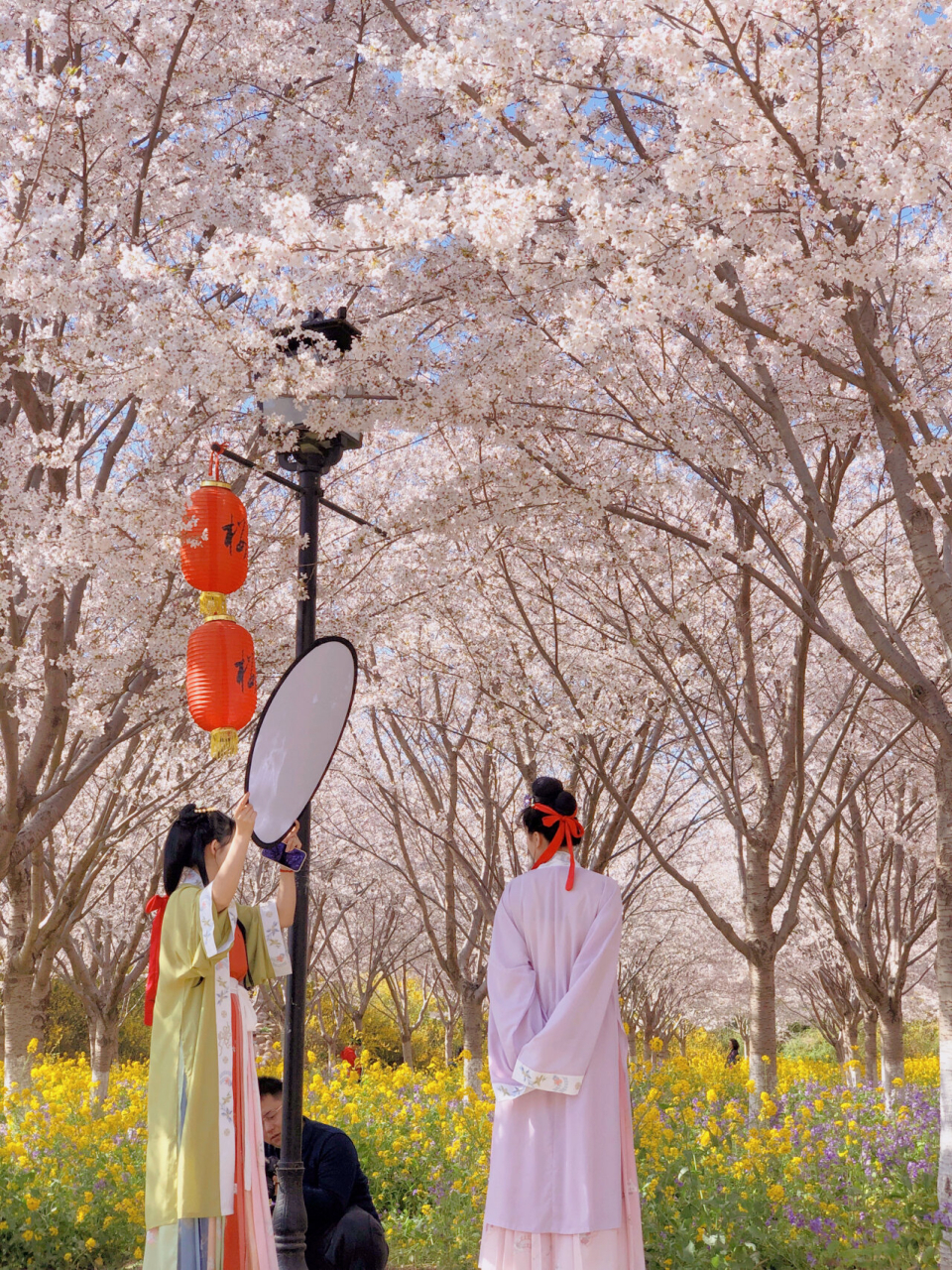 郑州丰乐樱花园门票图片