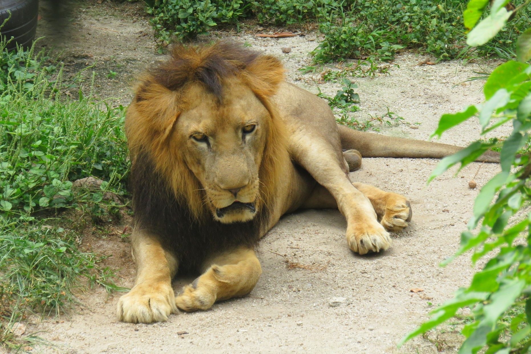 新山动物园——一场人与自然和谐共舞的奇妙邂逅