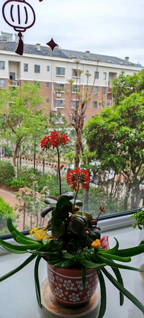 凤尾长寿嫁接落地生根,花期长花头多,根茎旺,不黑腐;配以佛手托金