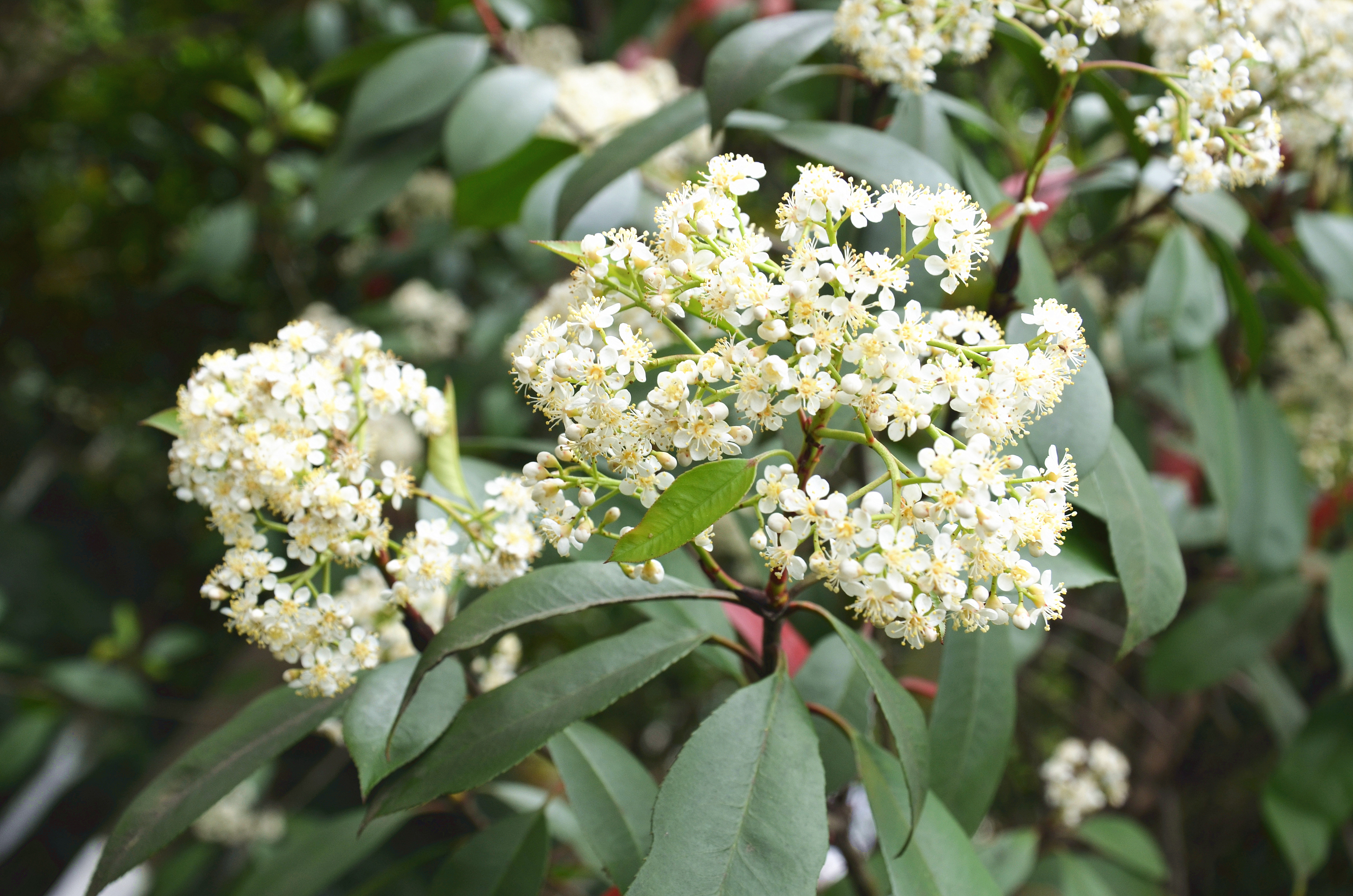 江西永新:石楠花开别样美