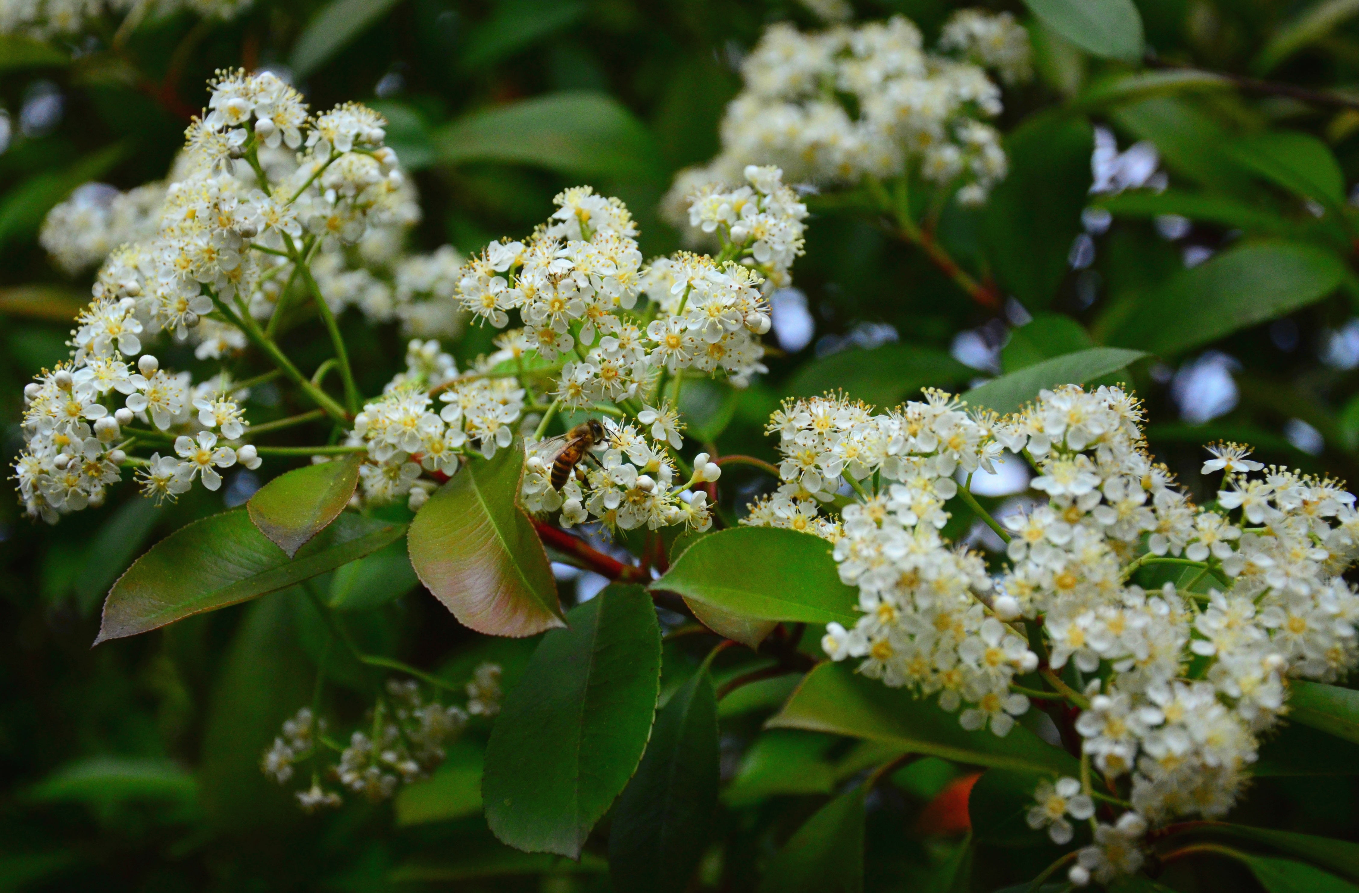江西永新:石楠花开别样美
