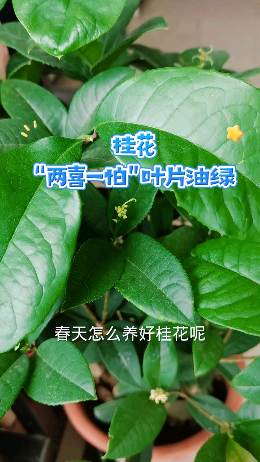 桂花叶的简介图片