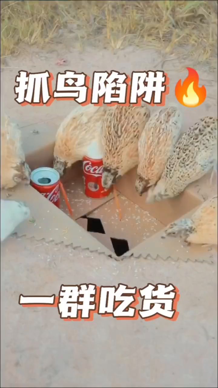 抓小鸟陷阱盒子图片