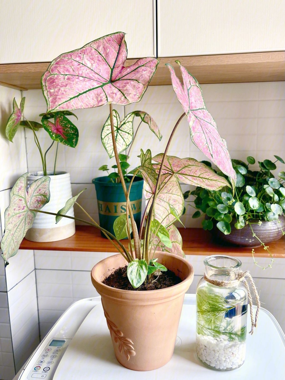 彩叶芋的品种极多,可以分为绿脉类,红脉类和白脉类三个色系,每个色系