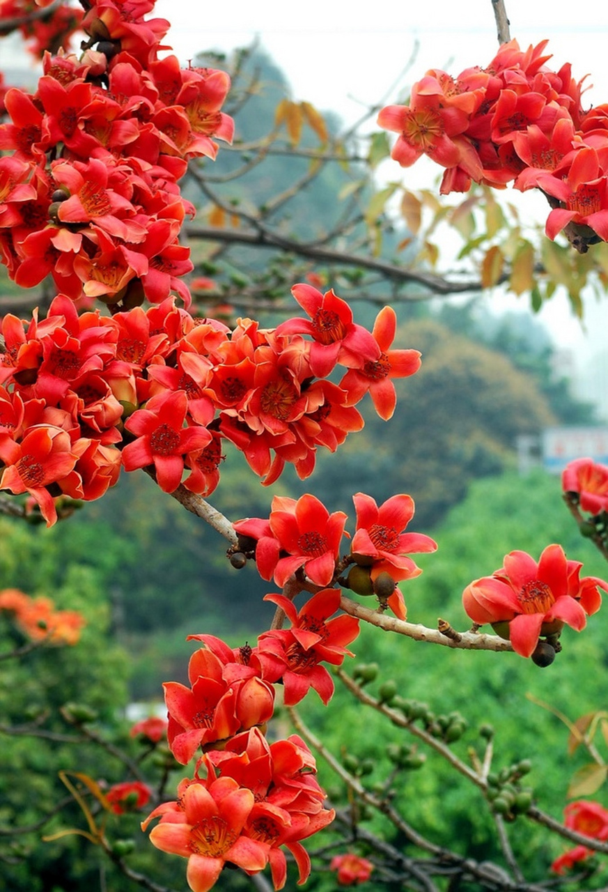 红木棉花图片