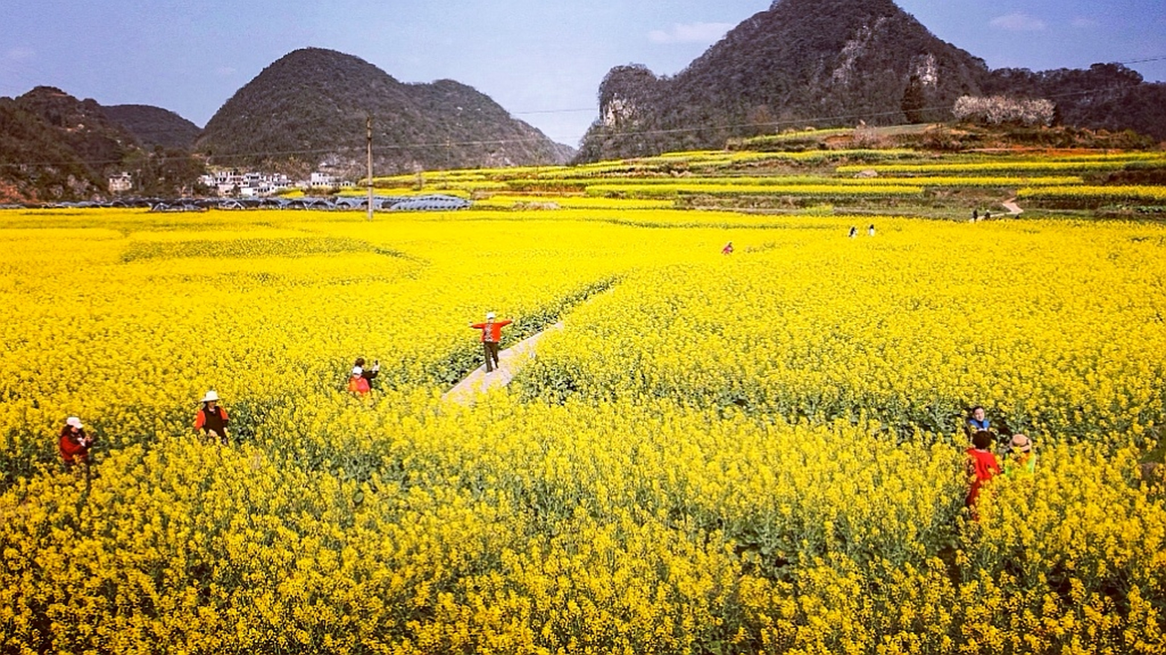 9898金色浪潮涌动木岗镇——六盘水市六枝特区16000亩油菜花海
