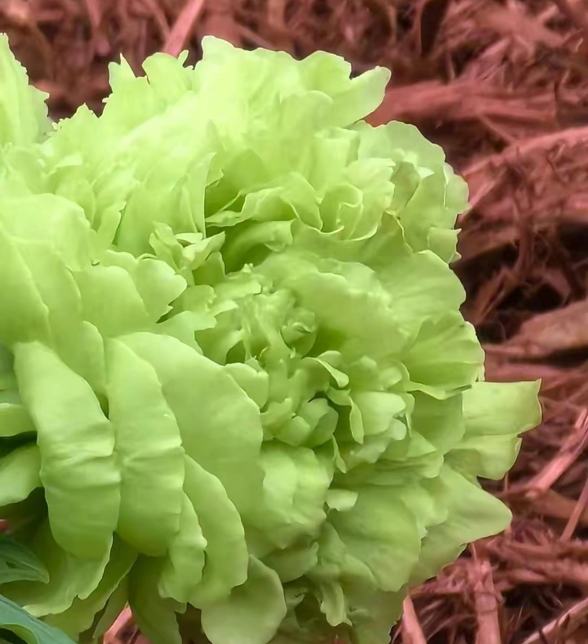 你相信吗?这种像包菜的牡丹竟然是十万一棵!