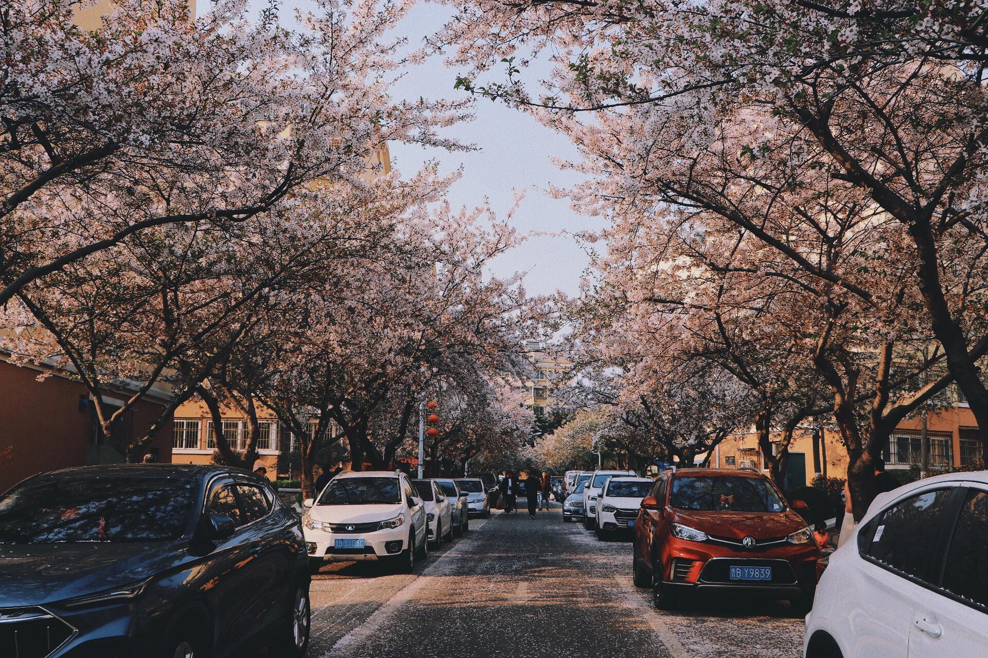 青岛三明南路樱花图片