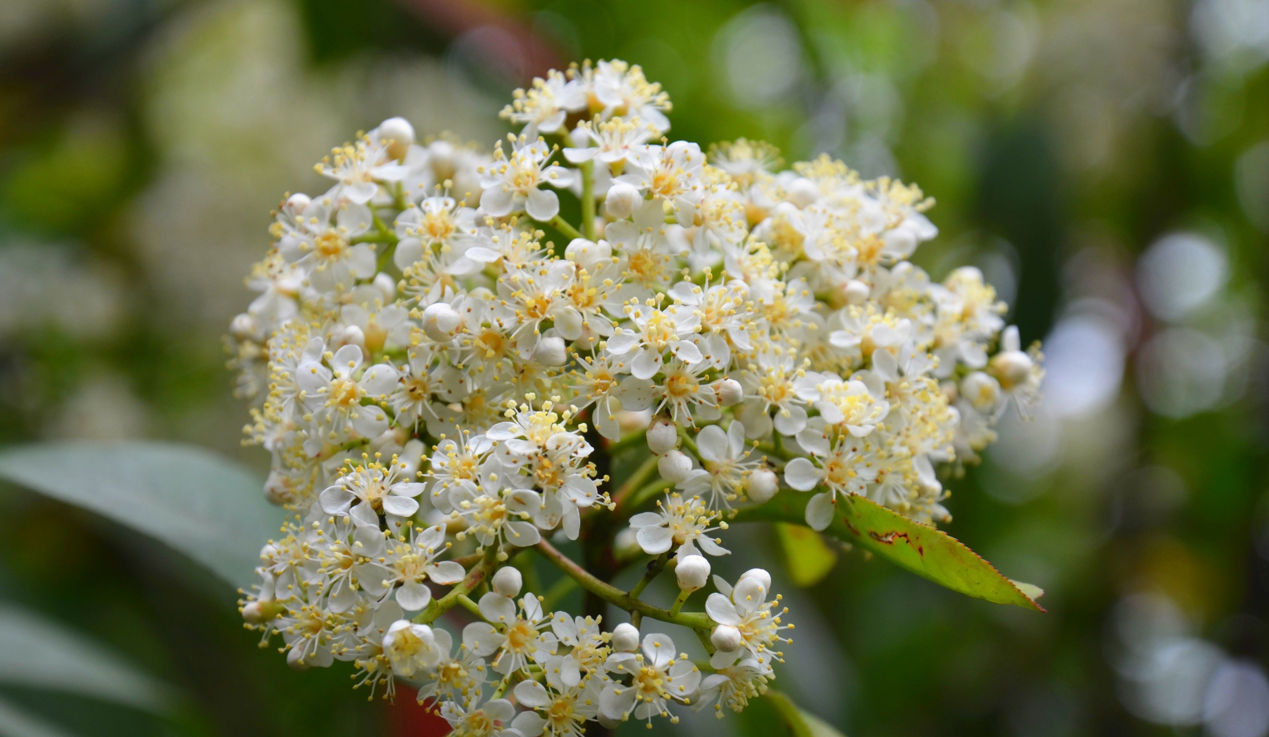 江西永新:石楠花开别样美