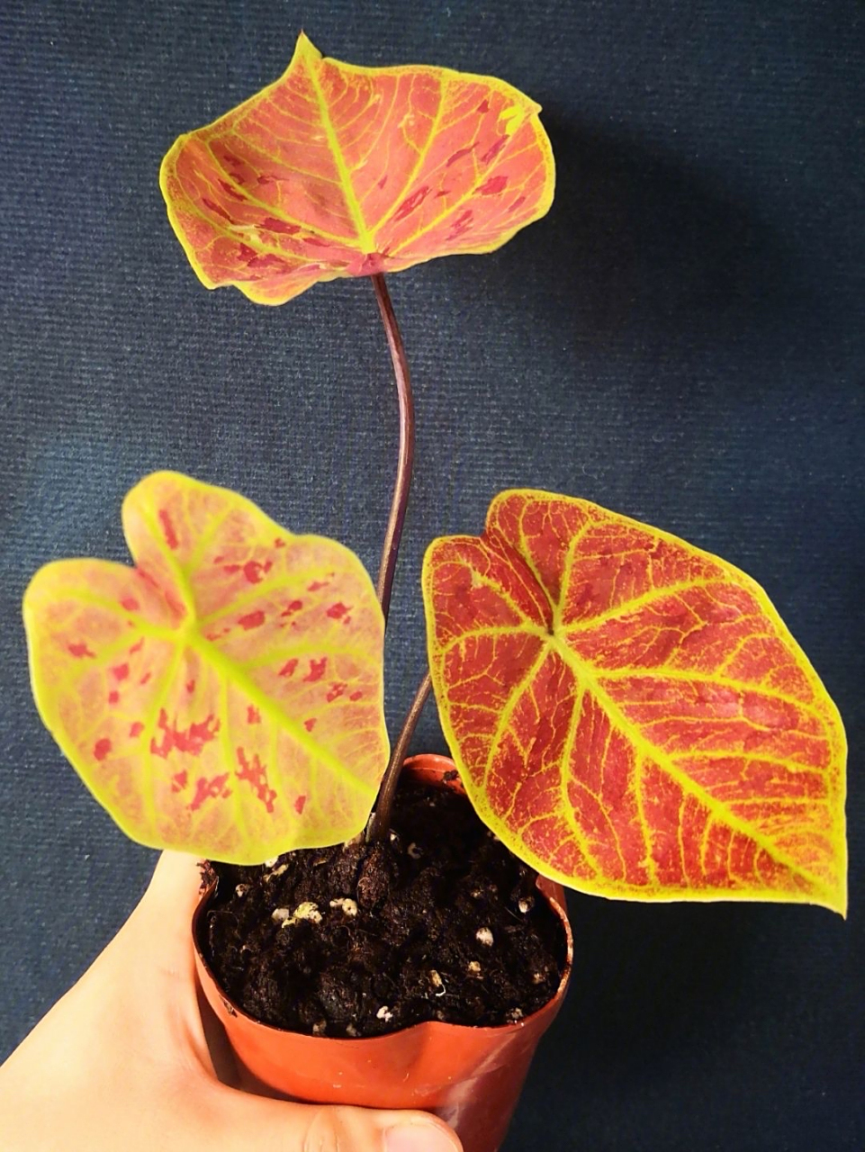 以下是一些常见的彩叶芋品种:  61 白鹭:叶片多为白色,主脉,边缘是