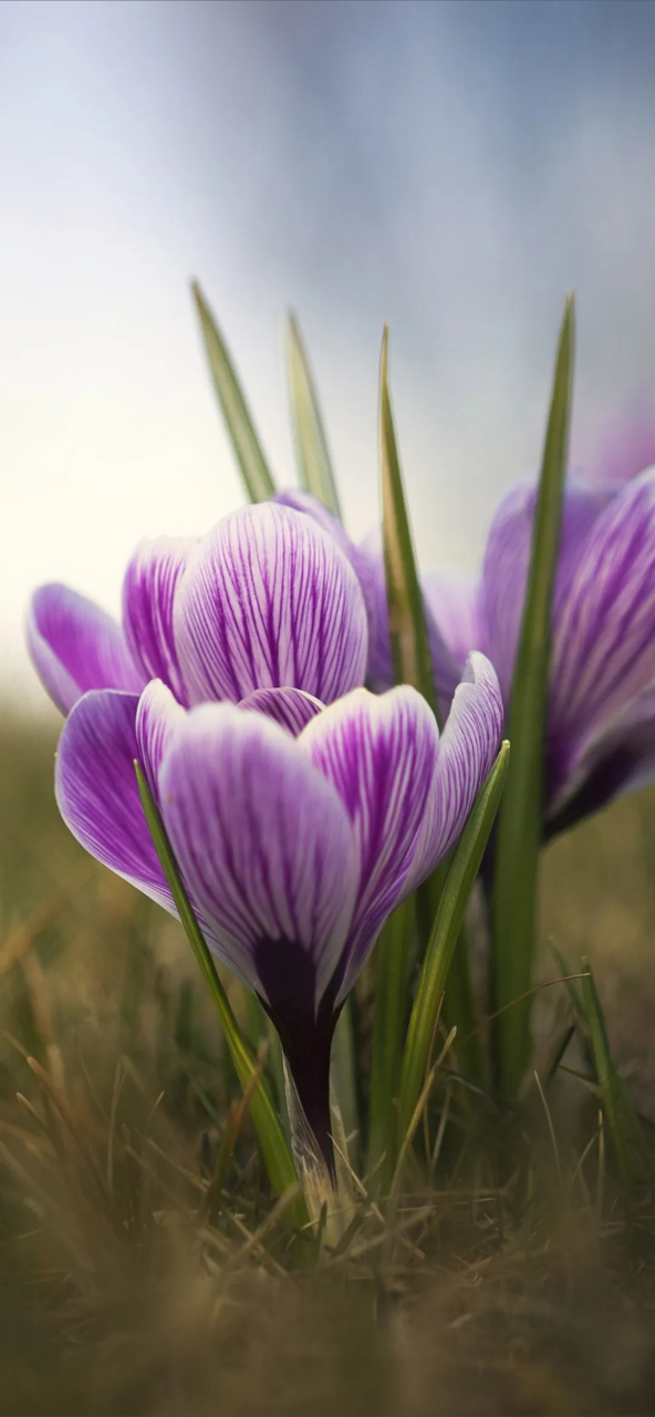 精美小众 ins 浪漫紫色系壁纸