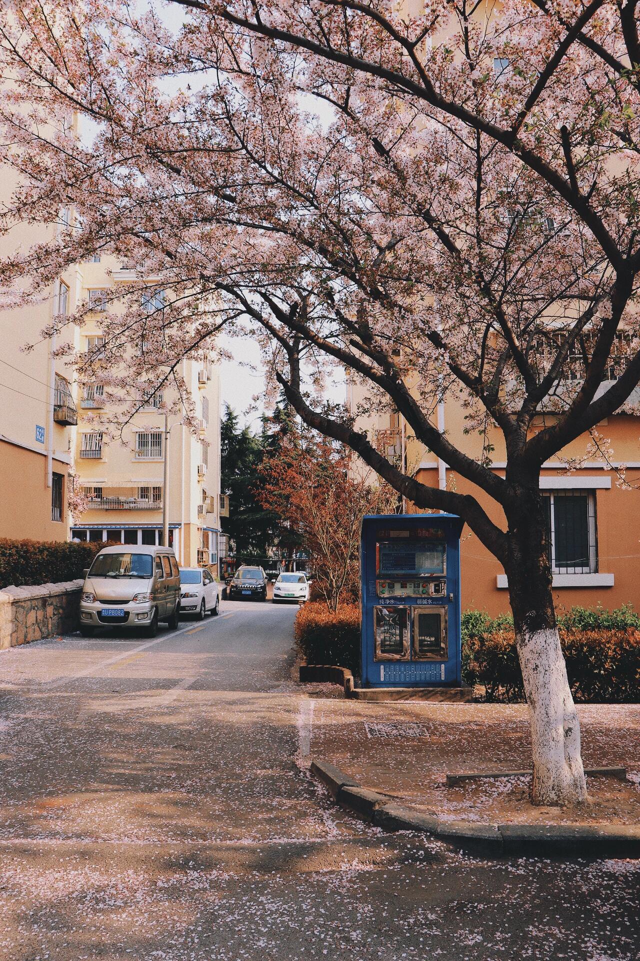 青岛三明南路樱花图片