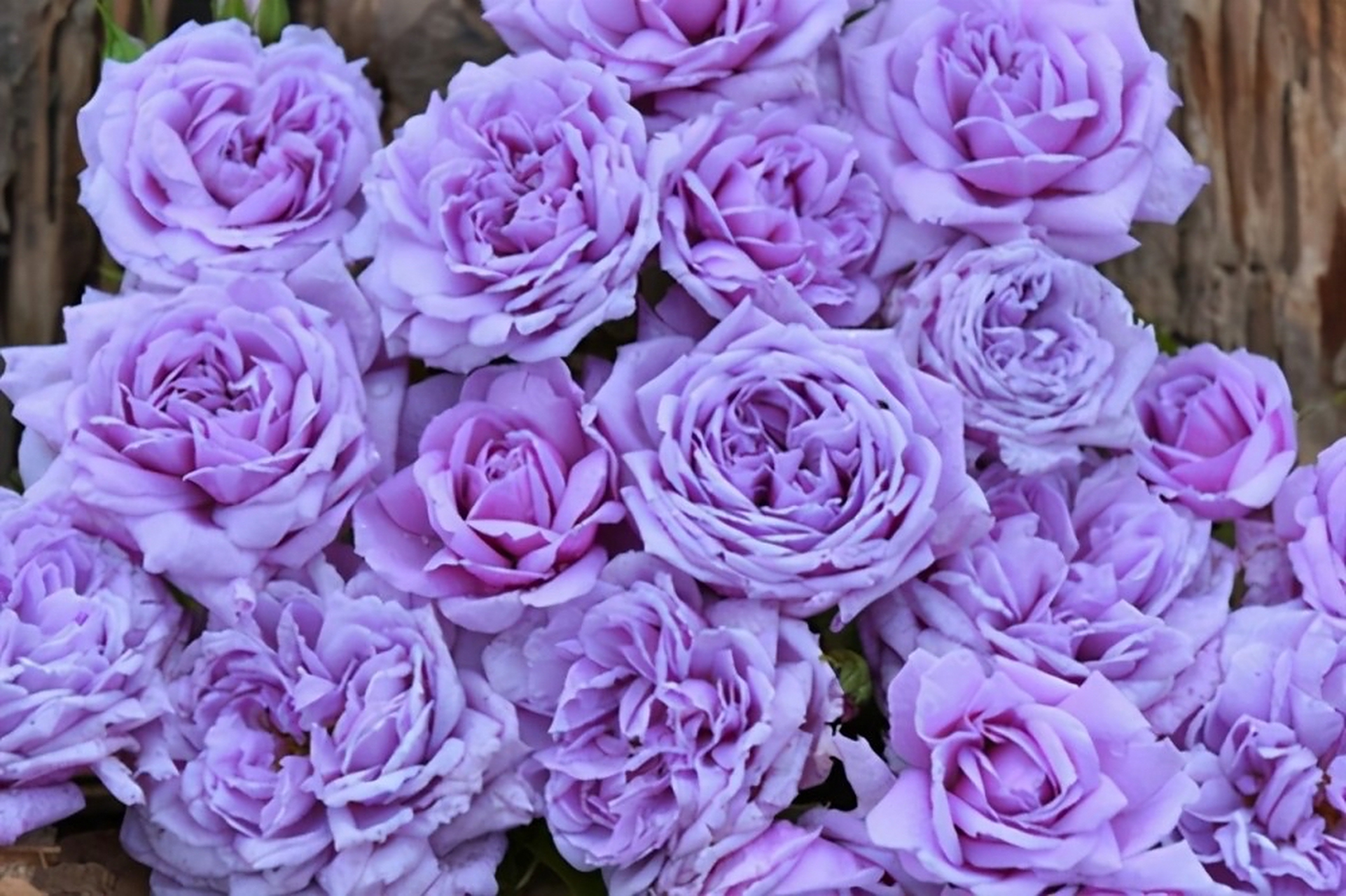 为你推荐7款适合阳台种植的月季品种:  1.