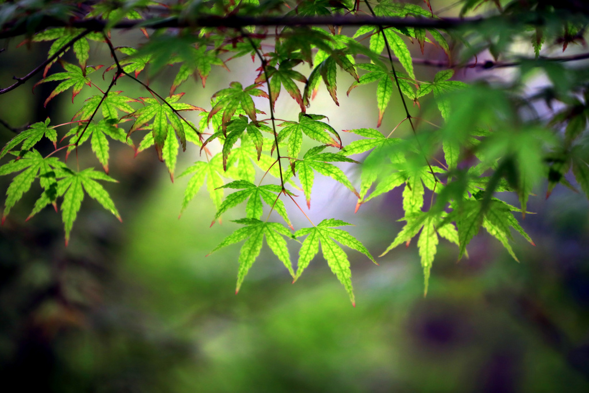 江苏淮安,成片的鸡爪槭开始长出嫩绿的新叶,放眼望去,满目绿意,尽显