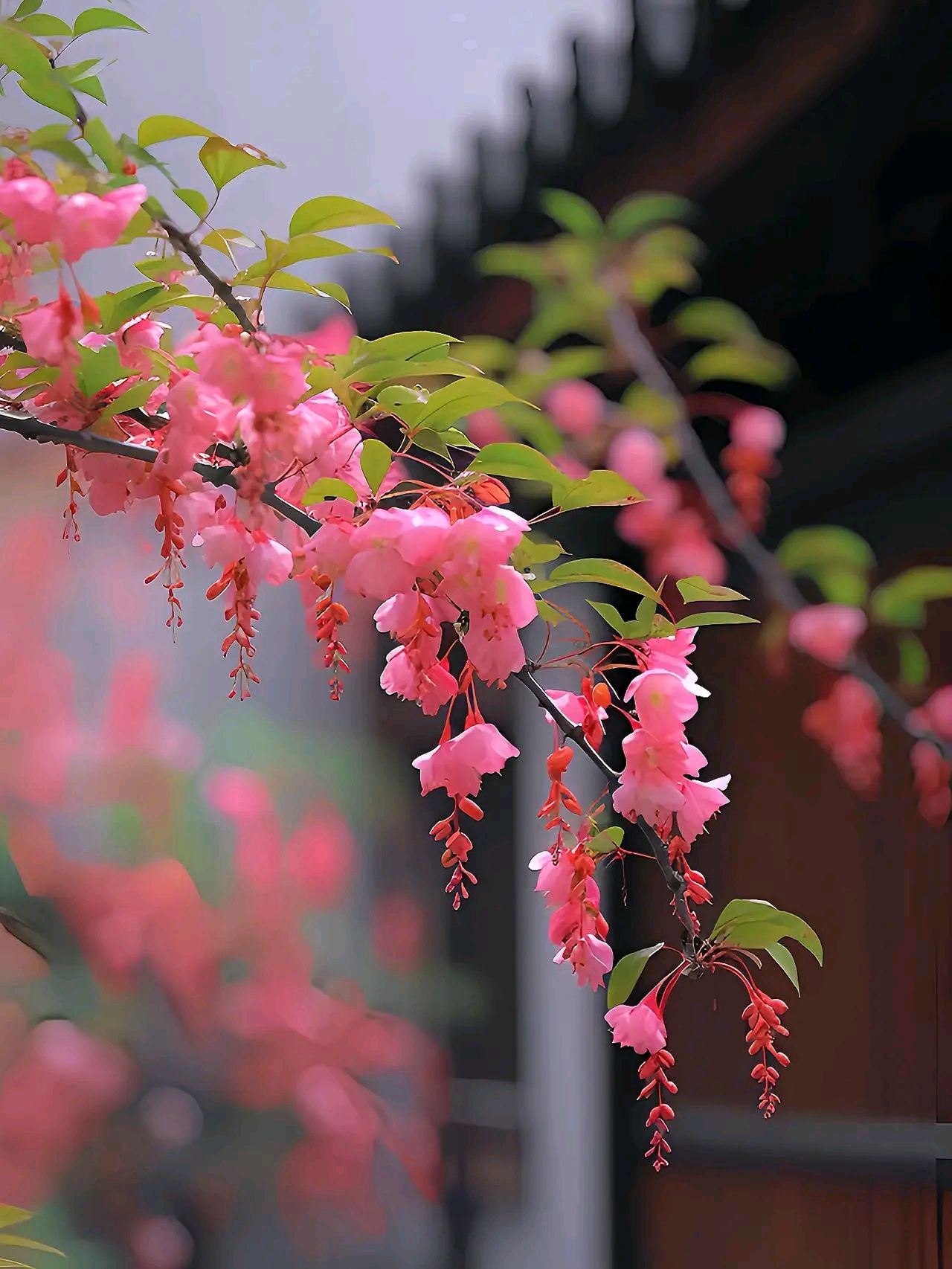 春风十里,花开锦绣,愿你静享岁月静好,内心安然无恙