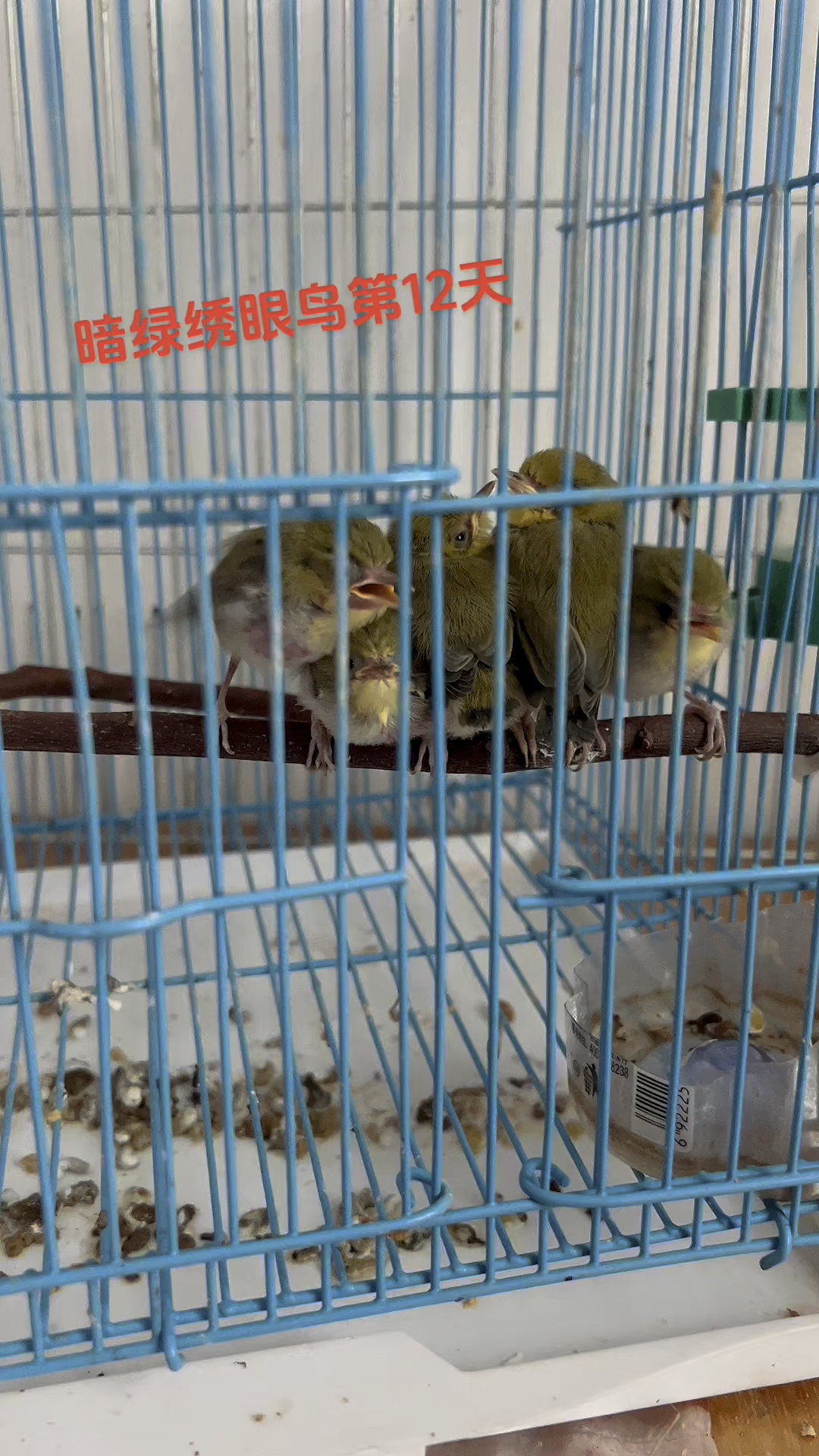 暗绿绣眼鸟 今天第12天已经算是出窝了,接下来慢慢教它们学吃了-度小